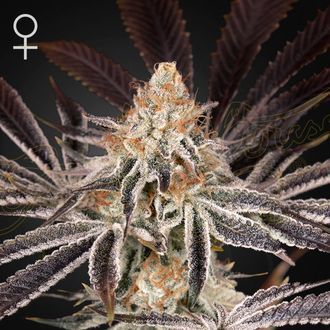 Dark Phoenix (Greenhouse Seeds) Feminisoidut