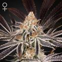 Dark Phoenix (Greenhouse Seeds) Feminisoidut