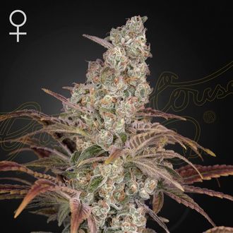 Jack's Dream (Greenhouse Seeds) Feminisoidut