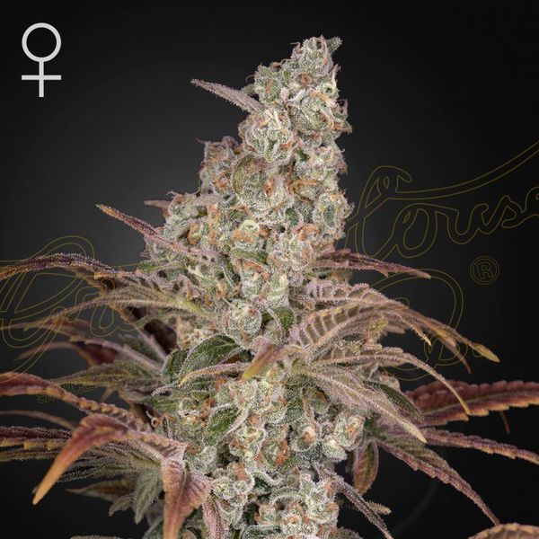 Jack's Dream (Greenhouse Seeds) Feminisoidut