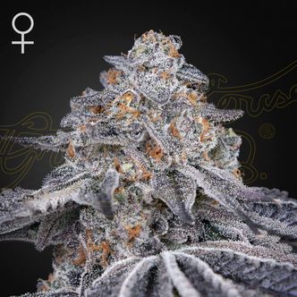 Velvet Moon (Greenhouse Seeds) feminisoitu