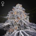 Velvet Moon (Greenhouse Seeds) Feminisoidut