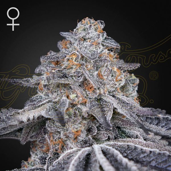 Velvet Moon (Greenhouse Seeds) Feminisoidut