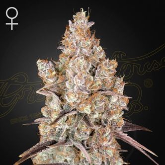 Holy Snow (Greenhouse Seeds) feminisoidut