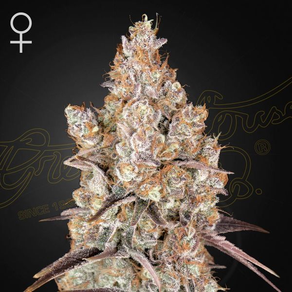 Holy Snow (Greenhouse Seeds) Feminisoidut