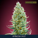 Amnesia Fast (Advanced Seeds) Feminisoidut
