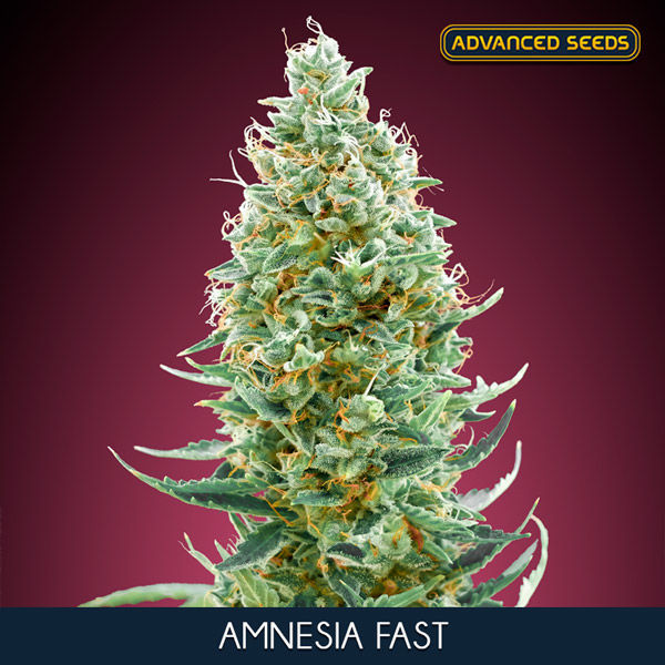 Amnesia Fast (Advanced Seeds) Feminisoidut