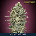 Gelato 33 Fast (Advanced Seeds) Feminisoidut