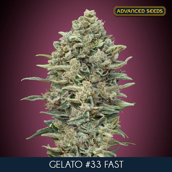 Gelato 33 Fast (Advanced Seeds) Feminisoidut
