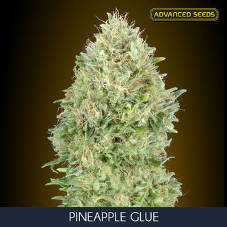 Pineapple Glue (Advanced Seeds) Feminisoidut kannabiksen siemenet