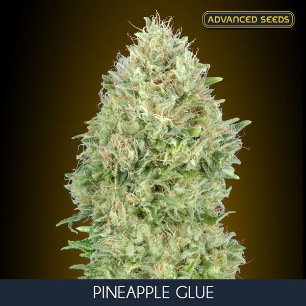 Pineapple Glue (Advanced Seeds) Feminisoidut