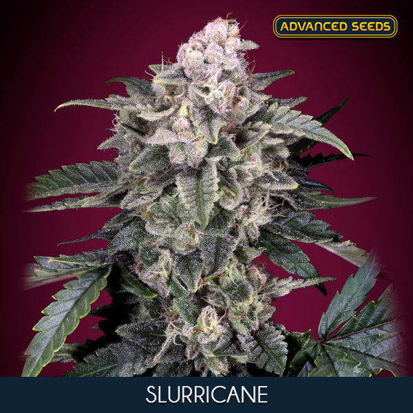 Slurricane (Advanced Seeds) Feminisoidut