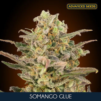 Somango Glue (Advanced Seeds) Feminisoidut
