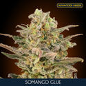 Somango Glue (Advanced Seeds) Feminisoidut