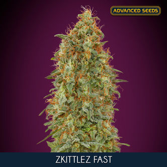 Zkittlez Fast (Advanced Seeds) feminisoidut