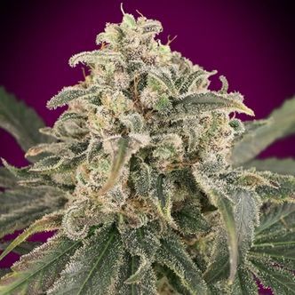 Auto Amnesia XXL (Advanced Seeds) feminisoidut