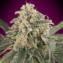 Auto Amnesia XXL (Advanced Seeds) Feminisoidut