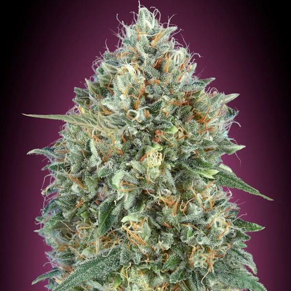 Auto Gelato 33 (Advanced Seeds) Feminisoidut