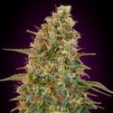 Auto Zkittlez (Advanced Seeds) Feminisoidut
