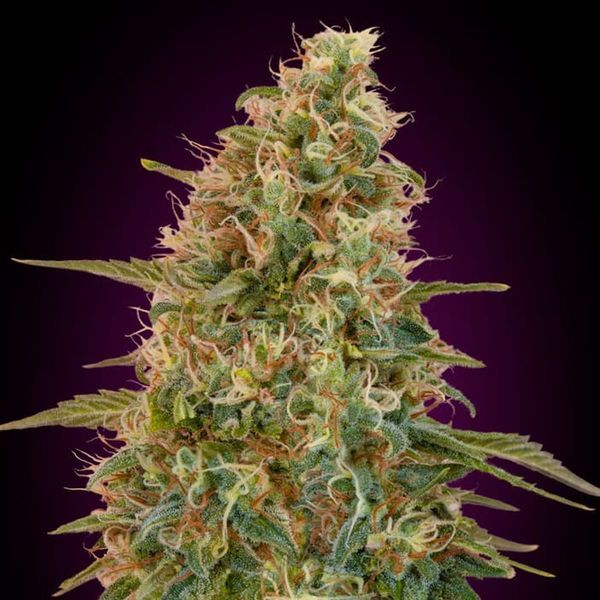 Auto Zkittlez (Advanced Seeds) Feminisoidut