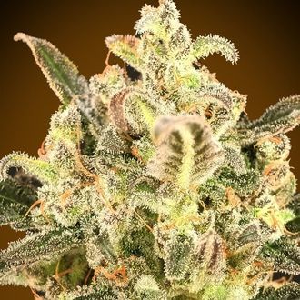 Auto Biodiesel Mass XXL (Advanced Seeds) Feminisoidut