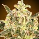 Auto Biodiesel Mass XXL (Advanced Seeds) Feminisoidut