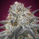Auto Slurricane (Advanced Seeds) Feminisoidut
