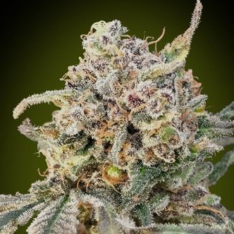 Auto Somango Glue (Advanced Seeds) feminisoitu