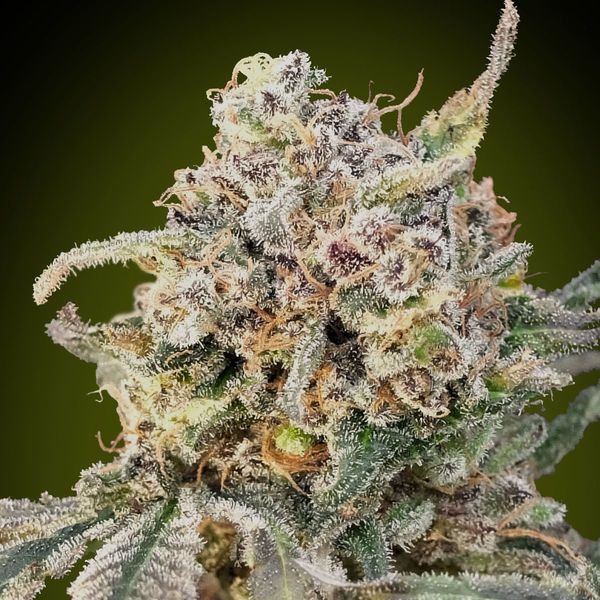 Auto Somango Glue (Advanced Seeds) Feminisoidut