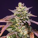 Purple Punch OG XL Auto (Sweet Seeds) Feminisoidut