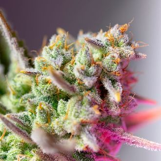 Sweet Mimosa XL Auto (Sweet Seeds) Feminisoidut