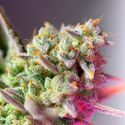 Sweet Mimosa XL Auto (Sweet Seeds) Feminisoidut