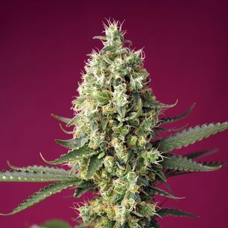 Skywalker OG Runtz XL Auto (Sweet Seeds) feminisoitu