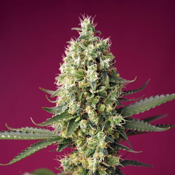 Skywalker OG Runtz XL Auto (Sweet Seeds) Feminisoidut