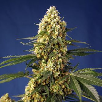 Strawberry Banana Gelato XL Auto (Sweet Seeds) feminisoidut