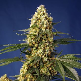 Strawberry Banana Gelato XL Auto (Sweet Seeds) Feminisoidut
