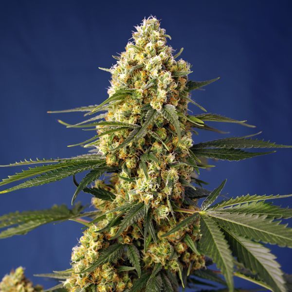 Strawberry Banana Gelato XL Auto (Sweet Seeds) Feminisoidut
