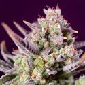 Sweet Zenzation XL Auto (Sweet Seeds) Feminisoidut