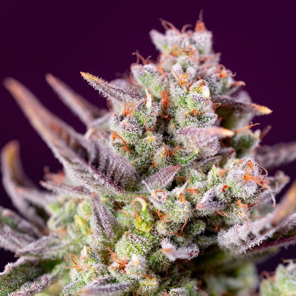 Sweet Zenzation XL Auto (Sweet Seeds) Feminisoidut