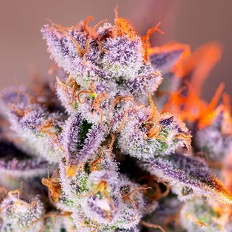 Tropicanna Poison XL Auto (Sweet Seeds) feminisoidut