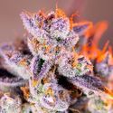 Tropicanna Poison XL Auto (Sweet Seeds) Feminisoidut
