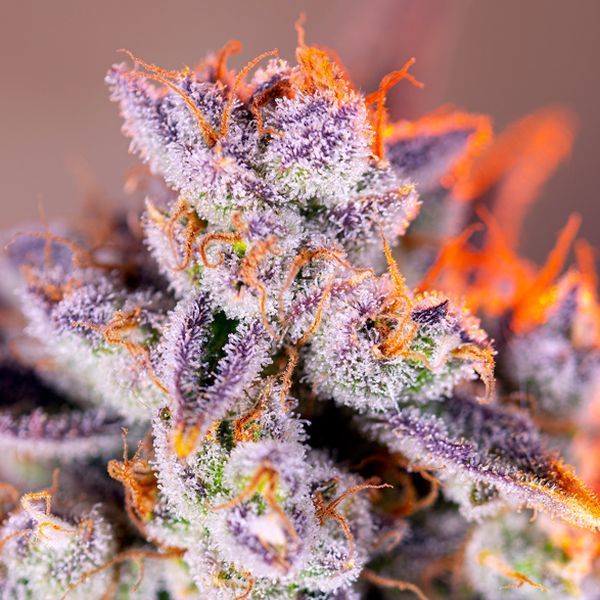 Tropicanna Poison XL Auto (Sweet Seeds) Feminisoidut