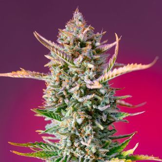 Gorilla Sherbet &ndash; F1 Fast -versio (Sweet Seeds) feminisoidut