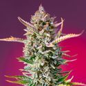 Gorilla Sherbet - F1 Fast -versio (Sweet Seeds) Feminisoidut