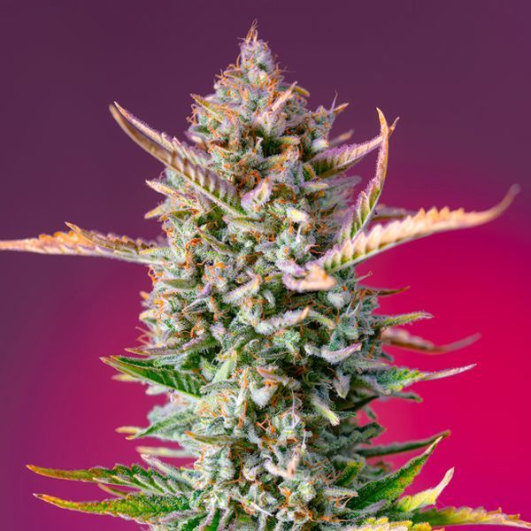 Gorilla Sherbet - F1 Fast -versio (Sweet Seeds) Feminisoidut