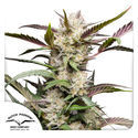 Auto Mimosa Punch (Dutch Passion) Feminisoidut