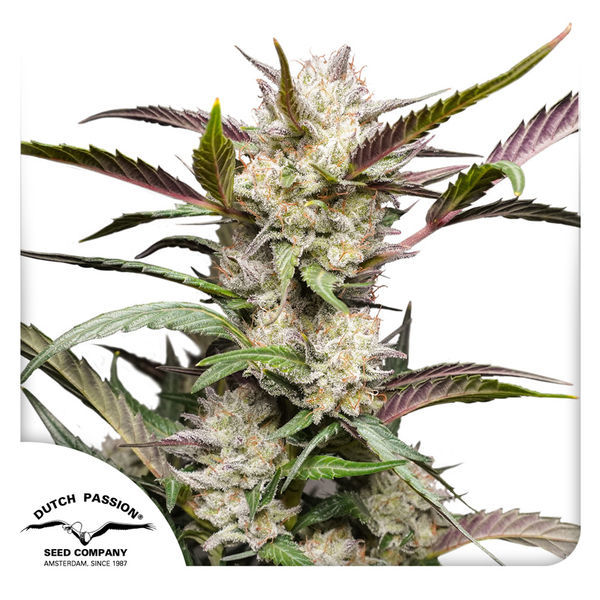 Auto Mimosa Punch (Dutch Passion) Feminisoidut