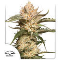 Auto Trichome & Cream (Dutch Passion) Feminisoidut
