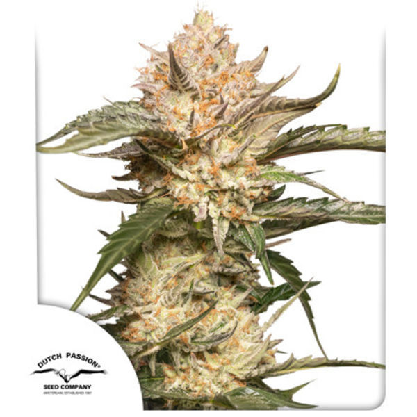 Auto Trichome & Cream (Dutch Passion) Feminisoidut