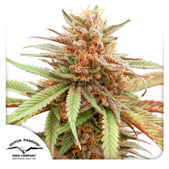Durban Dew (Dutch Passion) Feminisoidut
